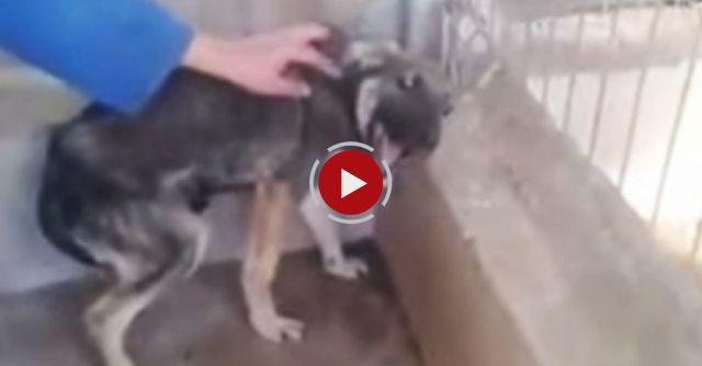 Abused Dog Experiences A Loving Touch