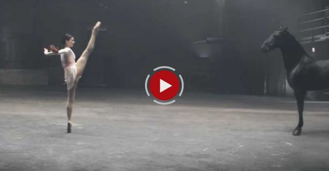 THE BEST DANCING HORSE