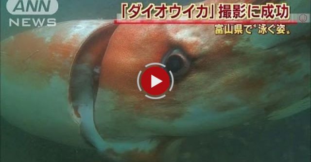  Giant Squid Was Caught On Camera 