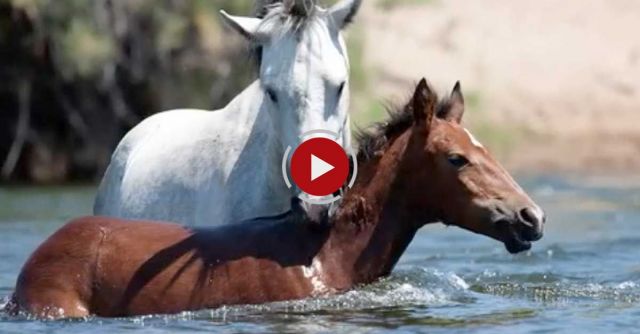 Salt River Wild Horses - Champ, Wild Stallion Rescues Filly From Drowning