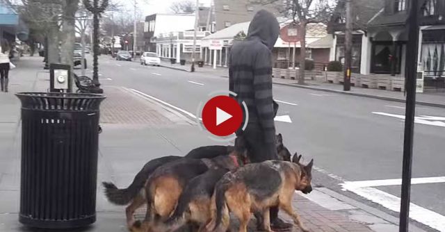 Augusto Deoliveira Off Leash Pack Walk