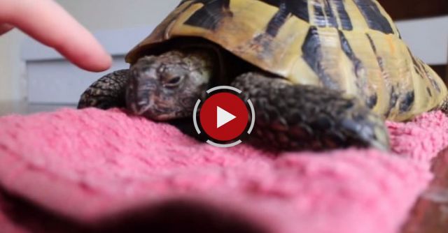 Hibernating Tortoise Unboxing!