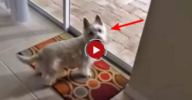 Why Is This Dog So Anxious To Get Outside?