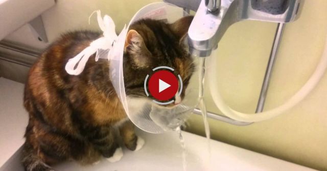 Cat Wearing Cone Of Shame Figures Out Drinking Hack