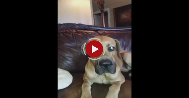 Dog Hides Whole Sandwich In His Mouth