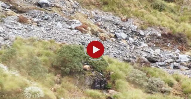 Bull Tahr - West Coast, New Zealand