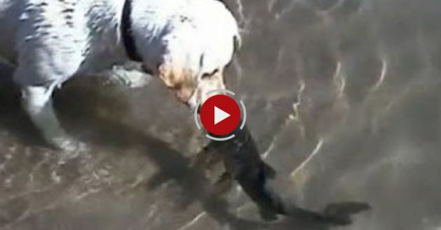  Dog & Fish Swim Together