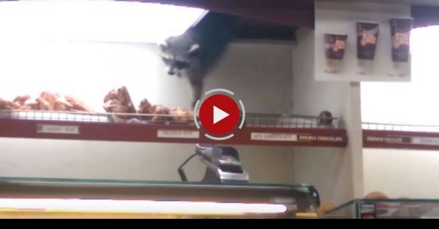 Raccoon Steals Donut