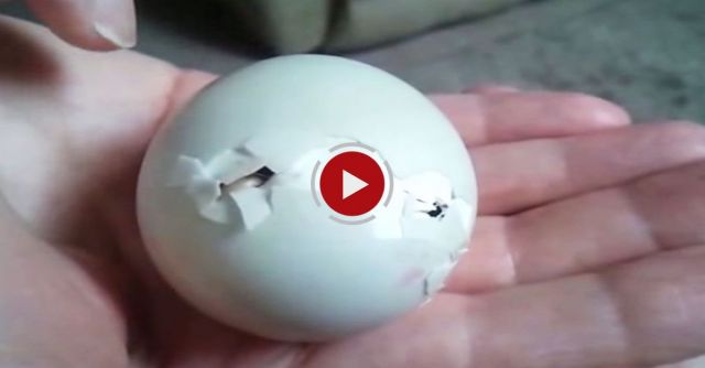 Abandoned Duck Egg Survives!!