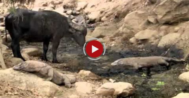 Komodo Hunt A Buffalo