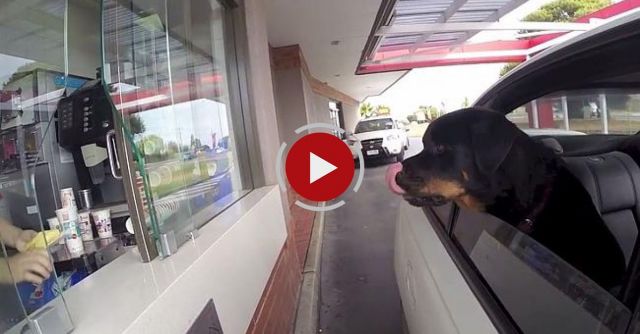 Rottweiler In The McDonald's Drive-through