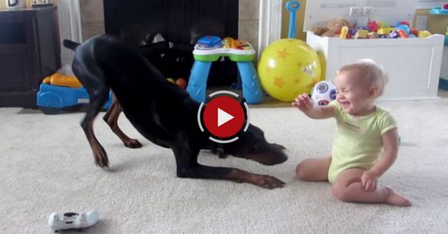 Doberman Playing With Baby