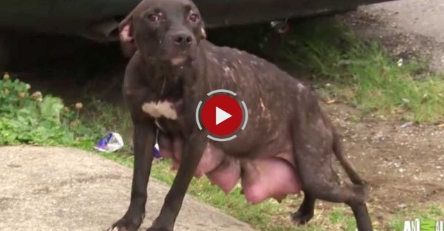 Heartbreak And Euphoria For Mama Dog And Her Pups