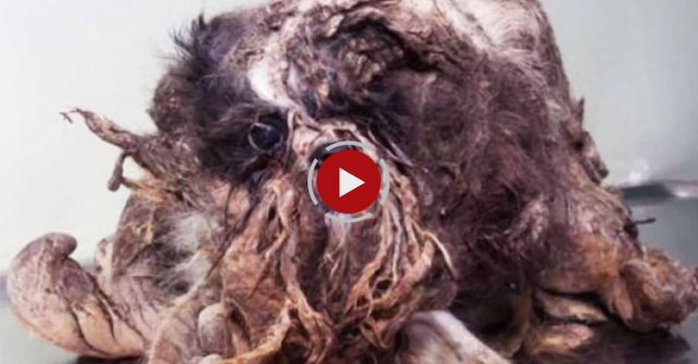 Extremely Matted Homeless Dog Found In Trash. His Transformation Is Shocking