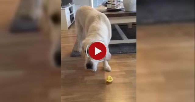 Golden Retriever Tasting Lemon