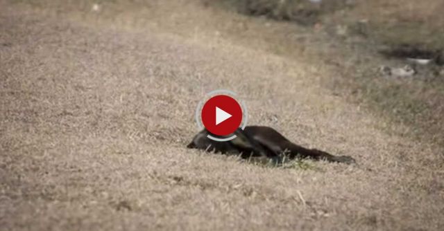 The Story Of Norah & Her Pups