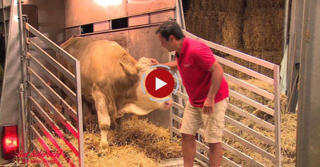 Bull That’s Been Chained Up Its Entire Life Experiences A Fresh Bed Of Straw For The First Time