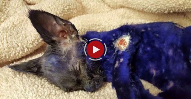 Purple Kitten Was Used As A Chew Toy For Dogs