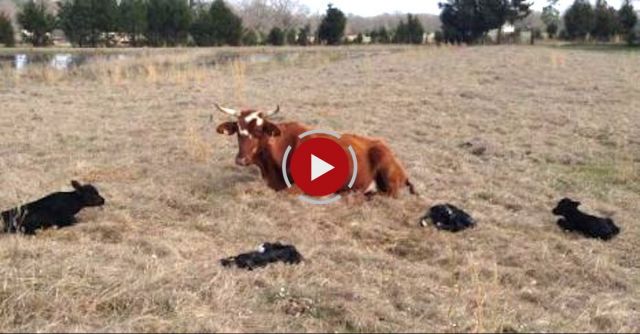 Rare Quadruplet Calves Born In Texas