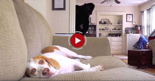 Dog Falls In Love With Stuffed Gorilla