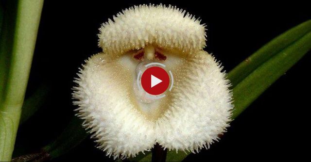 The Amazing Orchid That Looks Like A Monkey’s Face