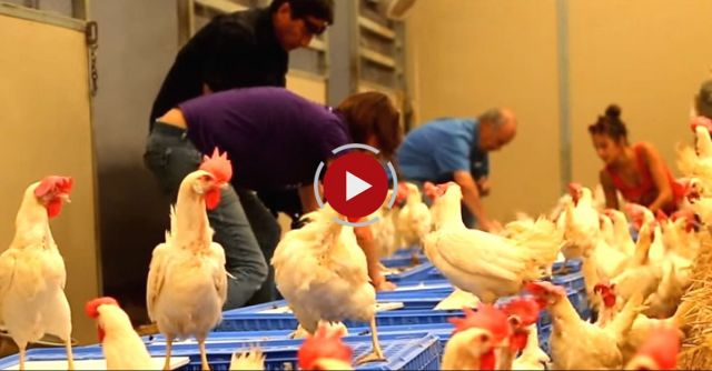 Caged Hens Fly For First Time