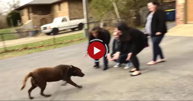 Lost Lab Rescued & Reunited With Family