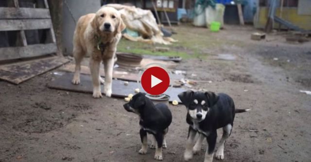 Korea Meat Dogs Rescued & Home For The Holidays