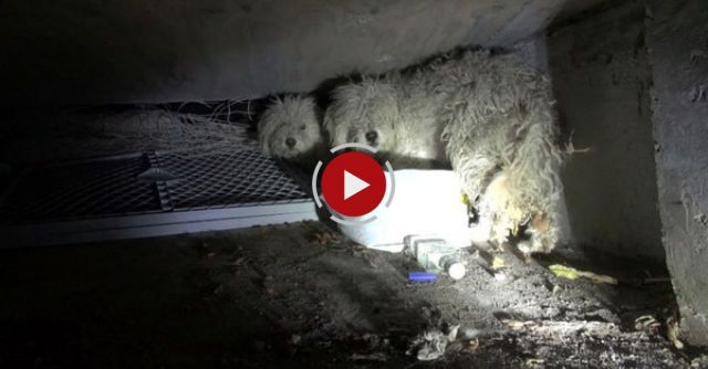 Hope For Paws: Bonded Poodles Struggling To Survive In A Sewer Get A Heartwarming Rescue