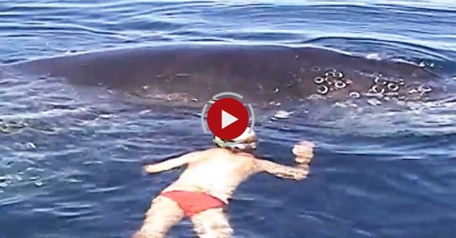 Photographers Save Whale