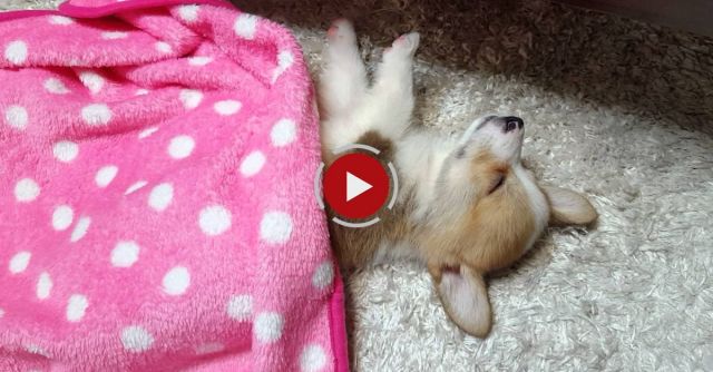 Dog Wants To Sleep More