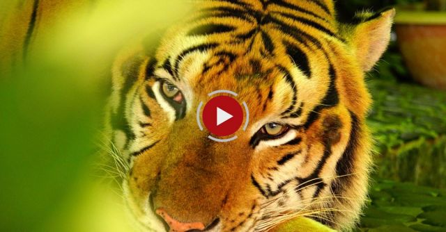 8 Animals That May Not Survive 2016