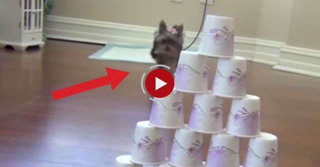 World`s Smartest Puppy