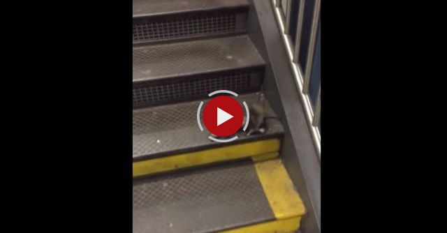 NY Pizza Rat Turns To Cannibalism