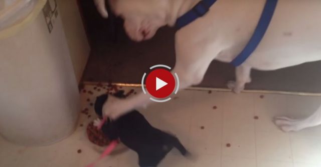 12 Animals That Are Hungrier Than You