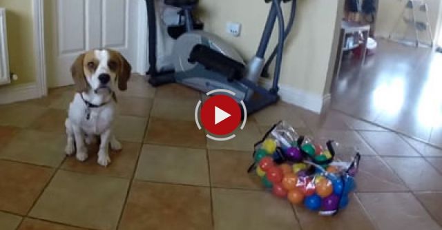 Cute Dog Fills Little Girl's Crib With Colorful Balls