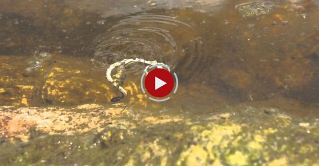 Giant Water Bug Attacks And Kills A Snake