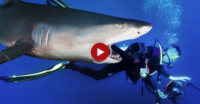 Tiger Shark Steals Camera From Diver's Hands