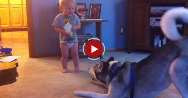Baby And Husky, Deep In Conversation