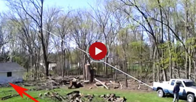 Tree Falls Wrong Way