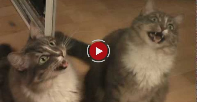 Desperate Cat Tries To Rescue Friend Out Of The Mirror 