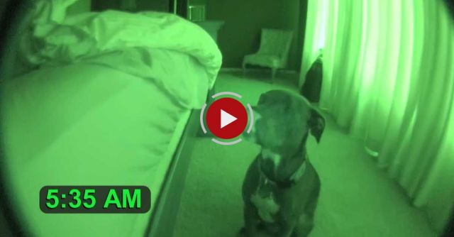 Pitbull Alarm Clock With Snooze Feature (cute Dog)