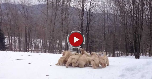 Butternut Goldens -- Mother Playing With Her Pups