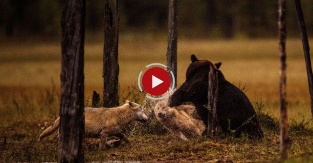 Viking Wilderness - Wolves And Bears Clash