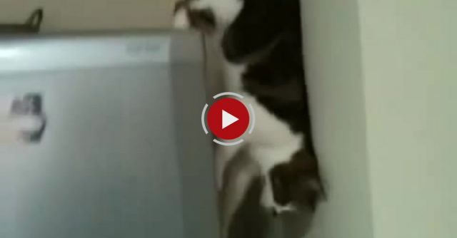 Cat Walking Down Fridge