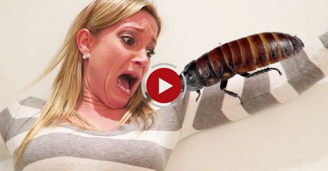 April Fools Hissing Cockroach Prank!!!