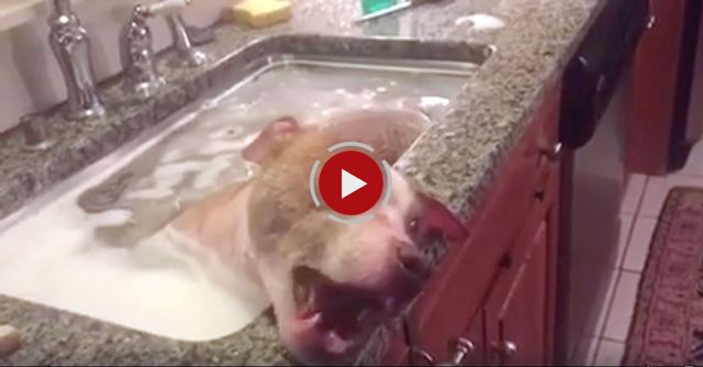 Pit Bull Takes A Relaxing Bath