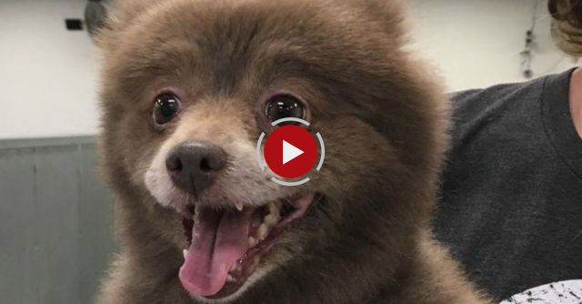 Is This A Bear Or A Dog?