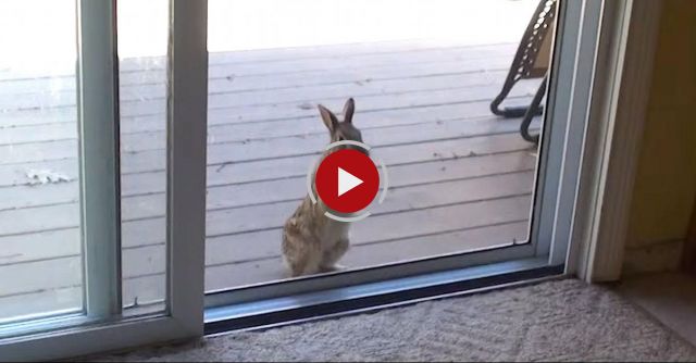 Wild Rabbit Wants In NOW