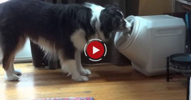 Dog Opens Dog Proof Container